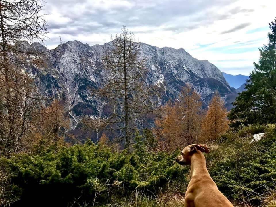 Apartma Bovec Center Zewnętrze zdjęcie